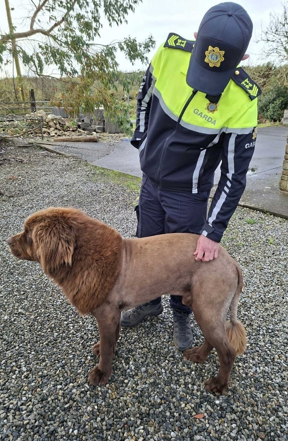 Lone ‘lion’ seen roaming in Ireland, sparking police probe, was actually  dog sporting ‘fresh haircut’: police