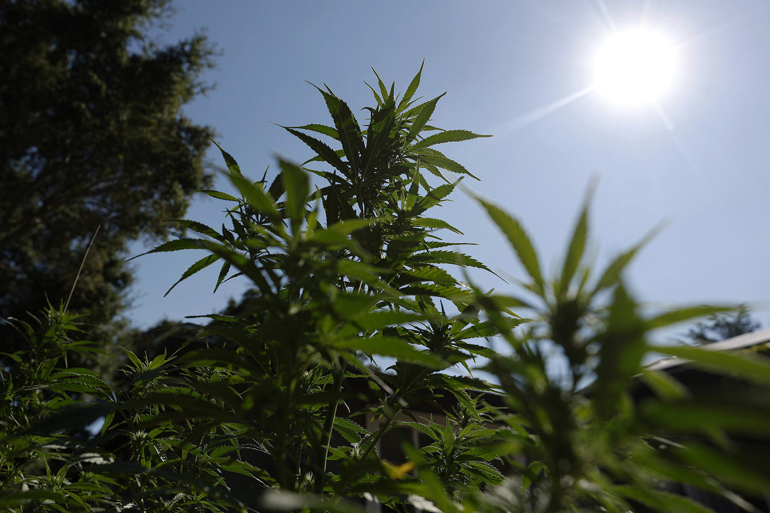 Cannabis reclassification could finally end the industry's financial exile